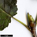 SpeciesSub: var. calocarpa